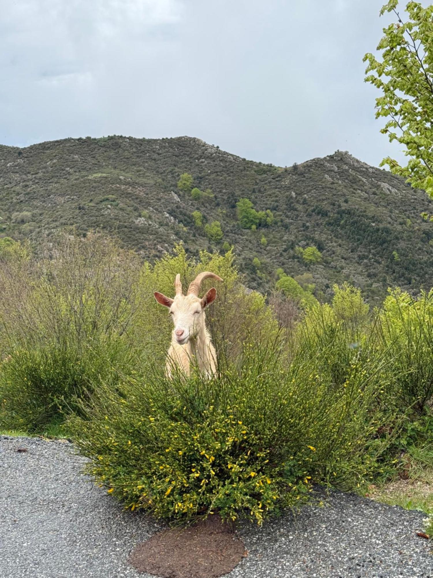 Ferme Auberge Du Col De La Vaccia Olivese 外观 照片